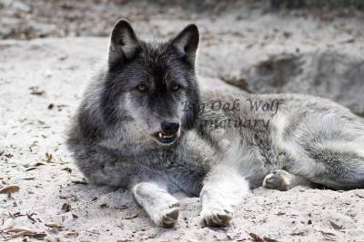 New Year’s Eve fireworks blamed for death of wolf at Florida sanctuary - clickorlando.com - state Florida - county Clay - city Sanctuary
