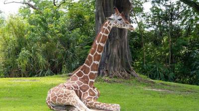 Pongo the giraffe euthanized at Zoo Miami - fox29.com - state California