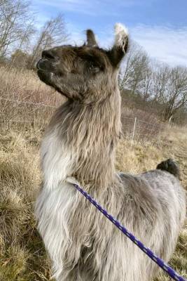 On the llam: 'Very chill' llama found wandering off highway - clickorlando.com - state Massachusets - city Boston