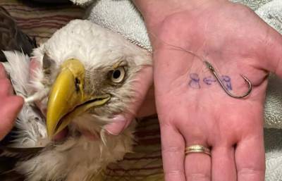 Florida children rescue bald eagle found with hook in beak - clickorlando.com - state Florida - county Pasco