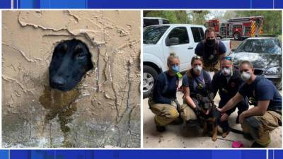 Kissimmee fire crew rescues dog stuck in wall - clickorlando.com