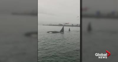 Video captures close encounter with orcas at Vancouver seaplane dock - globalnews.ca - city Vancouver - county Creek - county Coal - county Stanley