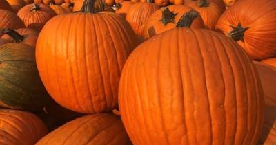 Pumpkin problems: ‘Challenging year’ for some farmers amid extreme weather - globalnews.ca - Canada