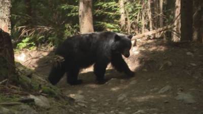 B.C. woman fined $60,000 for feeding bears believed she was helping animals - globalnews.ca