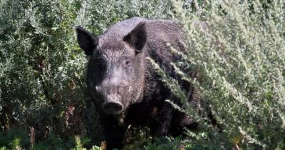 Invasive wild pigs spotted in national park for first time at Alberta’s Elk Island - globalnews.ca - Canada - county Park - county Elk