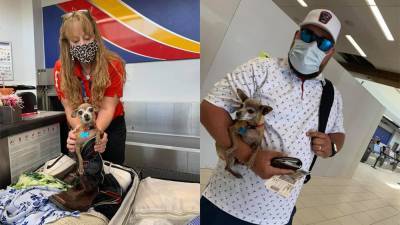 Couple surprised at airport with stowaway in luggage: their Chihuahua - fox29.com - city Las Vegas - state Texas - county Lubbock
