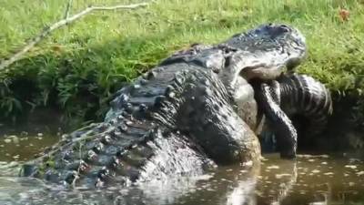 Video shows massive alligator eating other gator whole in South Carolina - fox29.com - state Florida - state South Carolina - county Taylor