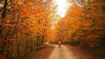 Fall foliage: Climate change affecting autumnal activity, experts say - fox29.com - New York - state Maine - city Portland, state Maine