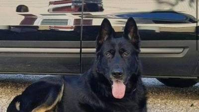 Ohio officers hold funeral procession for police dog after sudden death - fox29.com - state Ohio - county Sandusky