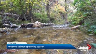 Sydney Morton - Kokanee Salmon spawning season in the Okanagan - globalnews.ca