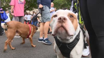 Sue Serio - Fox Chase Center hosts 22nd annual Paws for a Cause to benefit cancer research - fox29.com