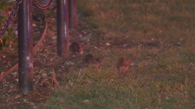 North Philly - North Philly residents say rat problem escalating due to construction in the area - fox29.com