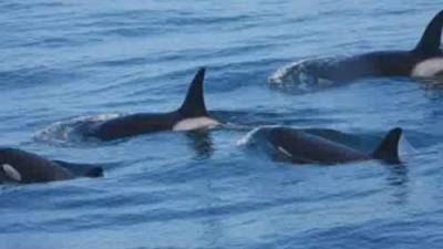 New branches on the killer whale family tree discovered - globalnews.ca - Britain - city Columbia, Britain