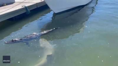 Shark bites floating alligator’s foot in wild video - fox29.com - state South Carolina - Georgia