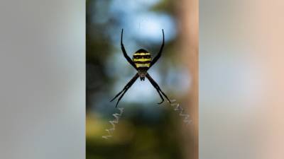 Joro spiders invade parts of northern Georgia - fox29.com - Los Angeles - Georgia