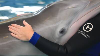 Winter the dolphin in critical condition after infection worsens, Clearwater Marine Aquarium says - fox29.com - state Florida - county Clearwater