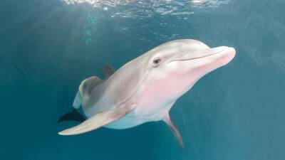 Winter the dolphin dies, leaving legacy of perseverance and inspiration - fox29.com - state Florida - county Clearwater