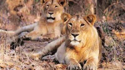 Covid-19 detected in fully vaccinated 2 African lions, 6 other big cats: Report - livemint.com - Usa - India