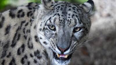 3 snow leopards die from COVID-19 complications at Nebraska zoo - fox29.com - city Louisville - state Nebraska - Lincoln, state Nebraska