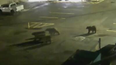 VIDEO: Momma bear, cubs visit Wyoming police station - fox29.com - Usa - France - Los Angeles - state Wyoming - Jackson, state Wyoming