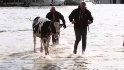 B.C. floods: Farmers rescue cattle in Abbotsford flooding waters - globalnews.ca