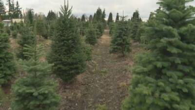 Kristen Robinson - Christmas trees in short supply this season - globalnews.ca