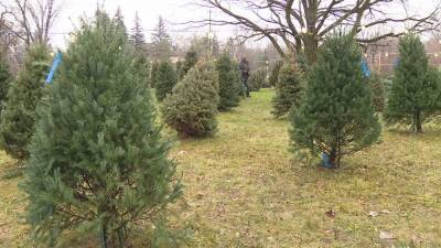 Expect to pay more for Christmas trees, experts say - fox29.com