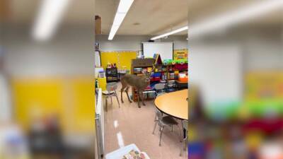 Oh, deer: School staff surprised by hooved intruder inside classroom - fox29.com - state Florida - state Tennessee