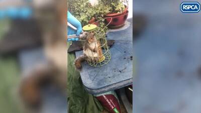 ‘Well-fed’ squirrel freed by rescuers after getting stuck in bird feeder - fox29.com