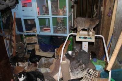 Sask. woman who had more than 100 cats in home-based shelter guilty of putting animals in distress - globalnews.ca