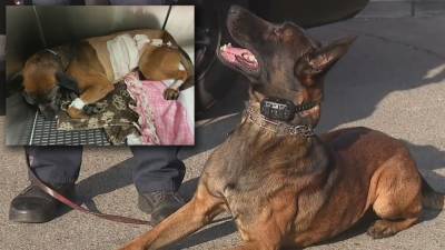 K-9 hero stabbed multiple times while taking down 2 suspects wanted for kidnapping, torture of woman - fox29.com - state California
