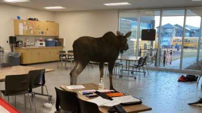 Moose crashes into Saskatoon school - globalnews.ca
