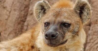 Two hyenas test positive for Covid-19 at zoo in US in first confirmed cases worldwide - dailystar.co.uk - New York - Usa