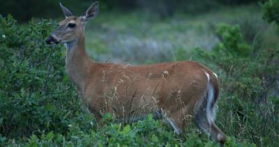 COVID-19 virus found in 3 Quebec deer, Canadian officials say - globalnews.ca - Usa - Canada
