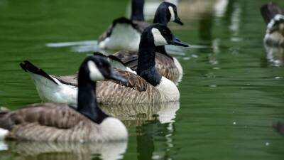 Drugged geese drown, landing Florida homeowners association in hot water - fox29.com - state Florida