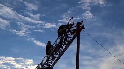 Colorado crews rescue cat stuck on light pole for days - fox29.com - state Florida - state Colorado