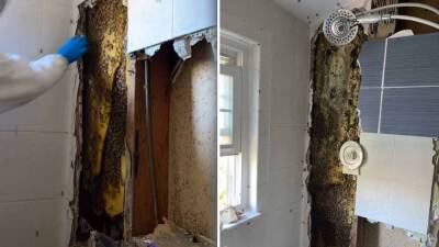 7-foot beehive removed from St. Pete home, revealing 100 pounds of honey behind bathroom wall - fox29.com - state Florida - city Saint Petersburg, state Florida