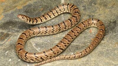 New snake species discovered thanks to Instagram post - fox29.com - Usa - India - Nepal