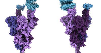 UBC scientists reveal world’s first molecular-level analysis of Omicron variant’s spike protein - globalnews.ca - Britain - city Columbia, Britain