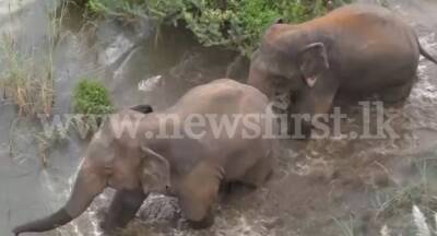 Terrorizing wild elephant herd driven away from Mahiyanganaya - newsfirst.lk