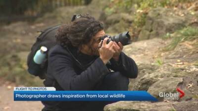 Toronto photographer draws inspiration from local wildlife for creative, surreal images - globalnews.ca
