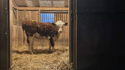 Cow that escaped NY slaughterhouse now at NJ sanctuary - fox29.com - city New York - state New Jersey - county Sussex - city Sanctuary - city Morristown