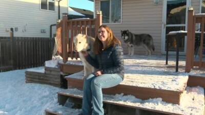 Sarah Komadina - First Kai, now Woody: Edmonton woman gives two obese dogs second chance at life and home - globalnews.ca