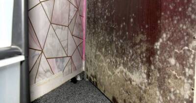 Mum says house 'absolutely covered' in mould is threatening her kids' health - dailystar.co.uk