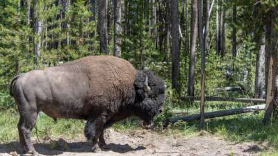 900 bison at Yellowstone to be shot, slaughtered or quarantined in deal in reduce herd - fox29.com - state Montana