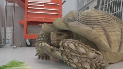 70-year-old tortoise recovering after California man charged with animal abuse - fox29.com - state California - city San Jose