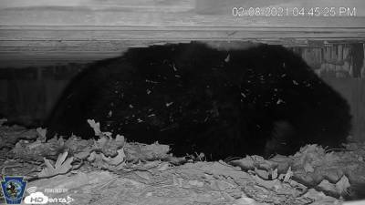 Bear Cam: Game Commission sets up stream of bear, cubs hibernating under porch in Poconos - fox29.com - state Pennsylvania - county Monroe