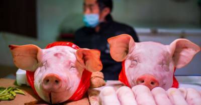 Coronavirus may have originated in imported pig's head, WHO scientists in Wuhan claim - dailystar.co.uk - China - city Wuhan - city Beijing