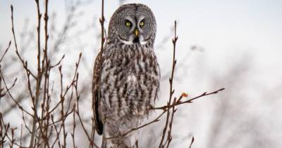 Guided wintertime tours offer chance to catch glimpse into Saskatchewan’s birdlife - globalnews.ca