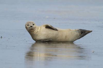 Tom Brady - Seal spotted bouncing around on North Florida beaches - clickorlando.com - state Florida - county St. Johns